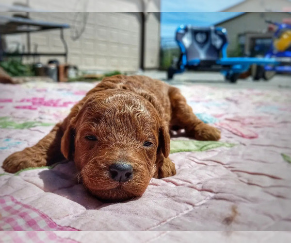 Medium Photo #1  Breeder Profile in MIDDLETON, ID, USA