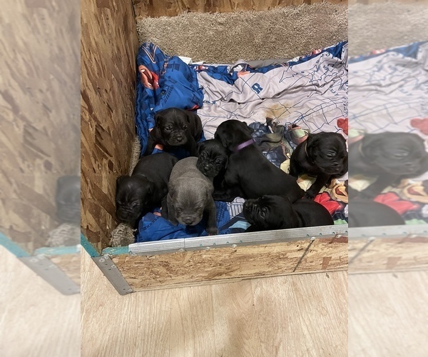 Medium Photo #1  Breeder Profile in SAN BERNARDINO, CA, USA