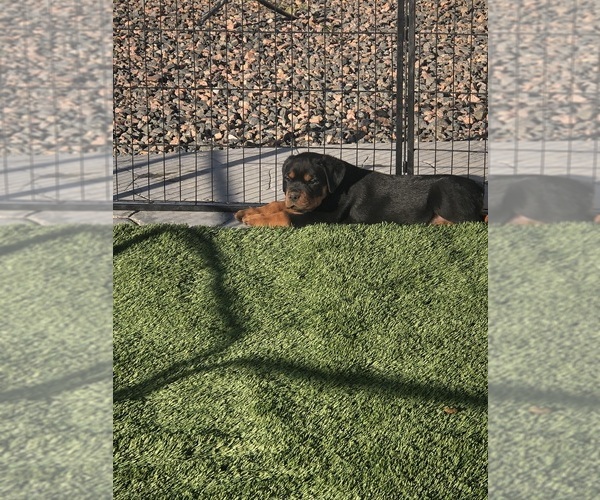 Medium Photo #3  Breeder Profile in STRASBURG, CO, USA