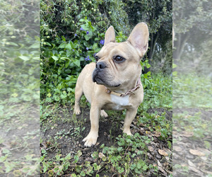 French Bulldog Dog Breeder near CORRALITOS, CA, USA