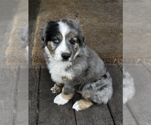 Miniature Australian Shepherd Dog Breeder near ASPEN, CO, USA