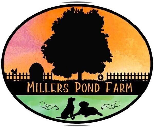 Medium Photo #4  Breeder Profile in WAGENER, SC, USA