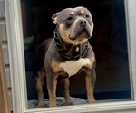 Small breeder photo