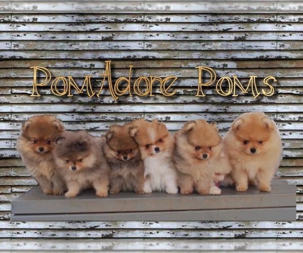 Medium Photo #1  Breeder Profile in LAS VEGAS, NV, USA
