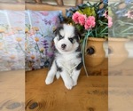 Small breeder photo