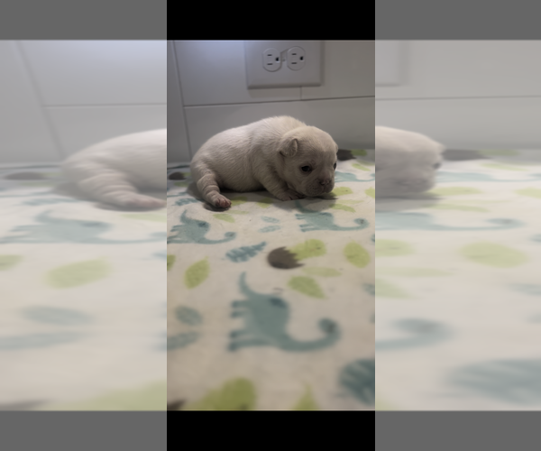 Medium Photo #1  Breeder Profile in CHARLOTTE, NC, USA