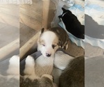 Small #11 Breeder Profile image