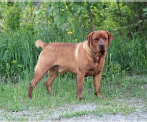 Labrador Retriever Dog Breeder near HYDE PARK, VT, USA