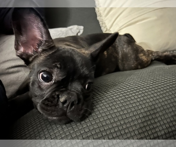 Medium Photo #3  Breeder Profile in DOWNEY, CA, USA
