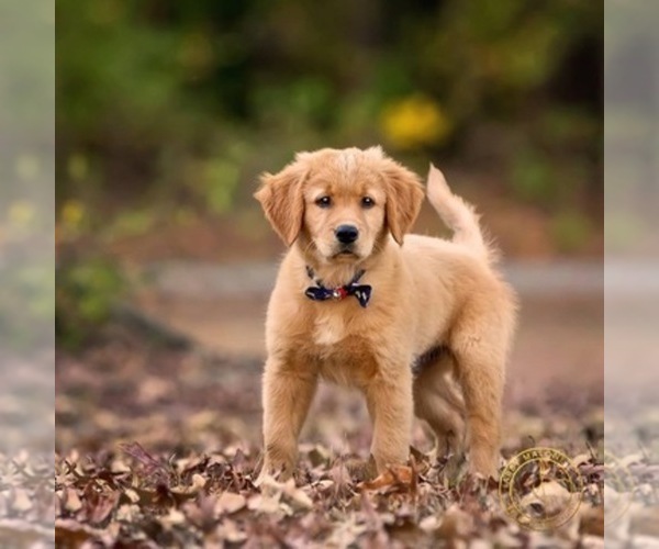 Medium Photo #1  Breeder Profile in MALVERN, AR, USA