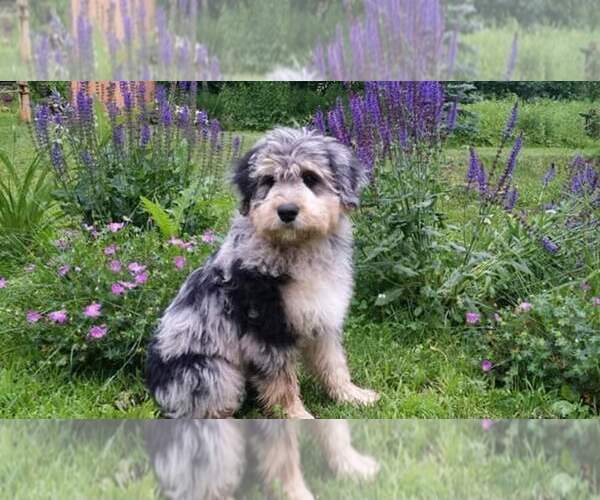 Medium Photo #24  Breeder Profile in MILLVILLE, MN, USA
