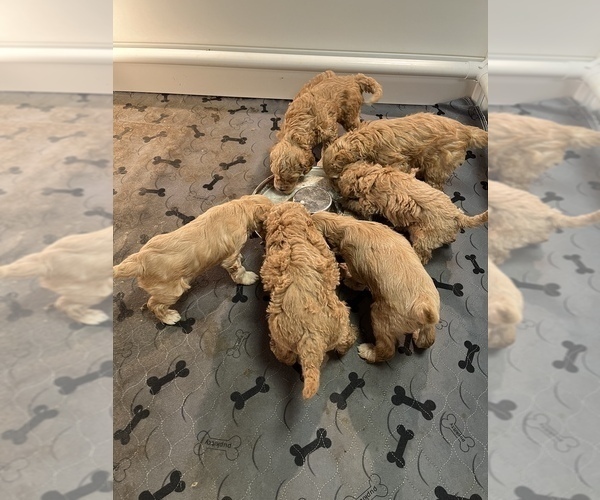 Medium Photo #1  Breeder Profile in MORGANTON, NC, USA