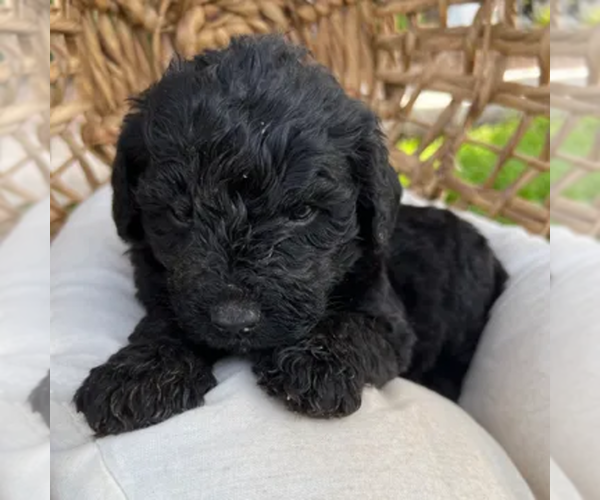 Medium Photo #17  Breeder Profile in GILBERT, AZ, USA