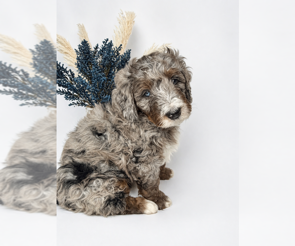 Medium Photo #9  Breeder Profile in O FALLON, MO, USA