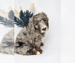 Small #8 Breeder Profile image