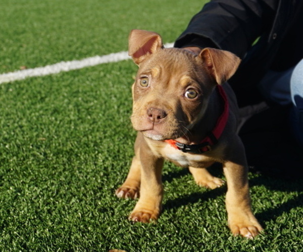 Medium Photo #11  Breeder Profile in STAFFORD, VA, USA