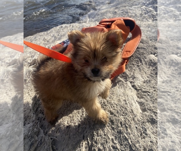 Medium Photo #1  Breeder Profile in RALEIGH, NC, USA