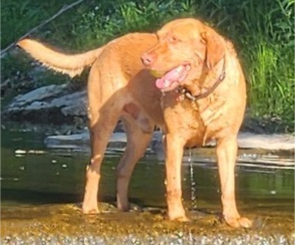 Medium Photo #28  Breeder Profile in BUFFALO, NY, USA