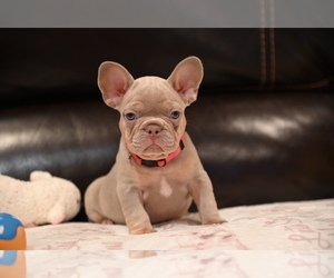 French Bulldog Dog Breeder near CHICAGO, IL, USA