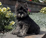 Small #3 Breeder Profile image