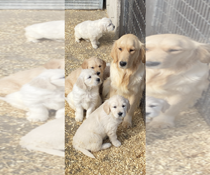 English Cream Golden Retriever Dog Breeder in PRITCHETT,  USA