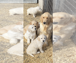 Small breeder photo