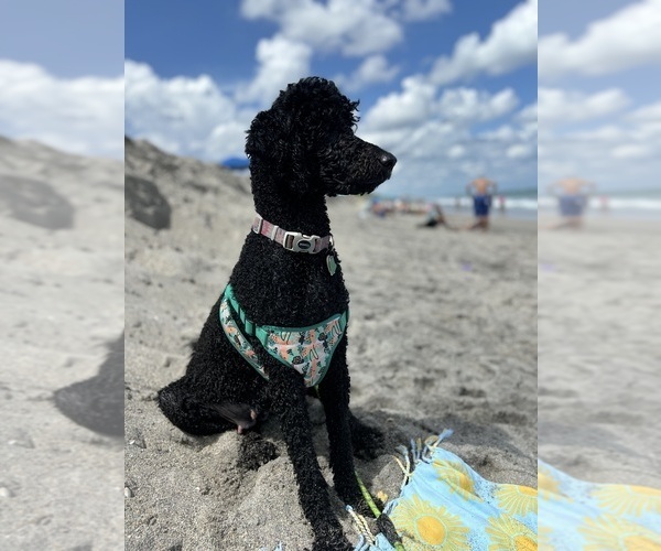 Medium Photo #5  Breeder Profile in WINTER HAVEN, FL, USA