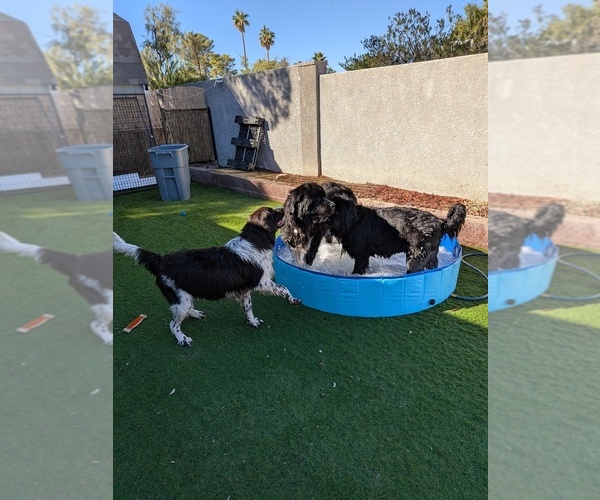 Medium Photo #34  Breeder Profile in LAS VEGAS, NV, USA