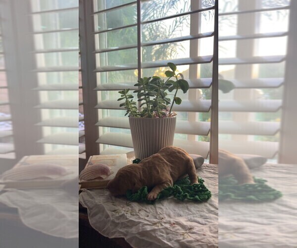 Medium Photo #39  Breeder Profile in FOUNTAIN VALLEY, CA, USA