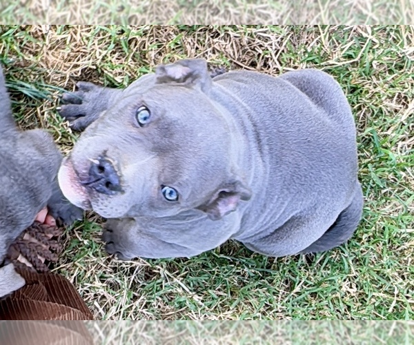 Medium Photo #13  Breeder Profile in KENNEWICK, WA, USA