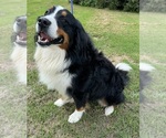 Small #17 Breeder Profile image