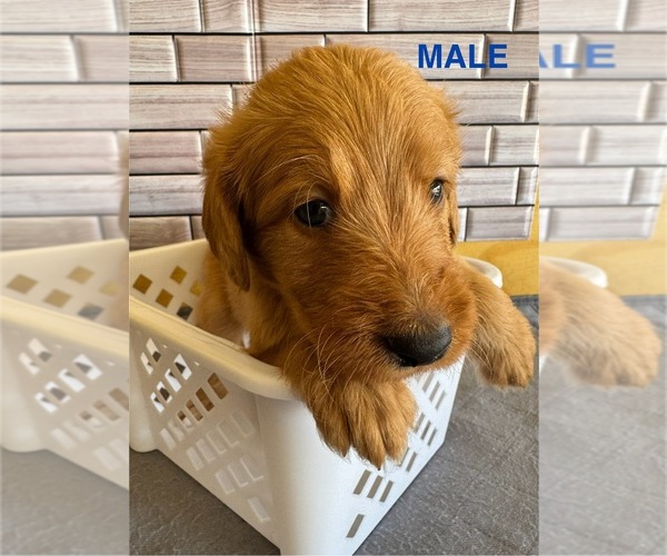 Medium Photo #7  Breeder Profile in ALBUQUERQUE, NM, USA