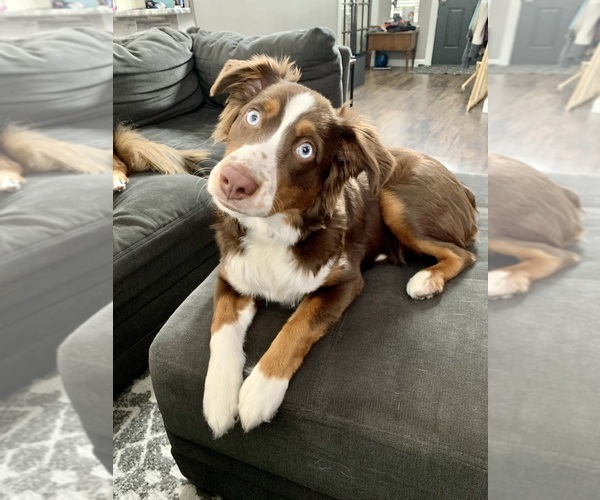 Medium Photo #18  Breeder Profile in POST FALLS, ID, USA