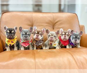 French Bulldog Dog Breeder near SPARTA, MO, USA