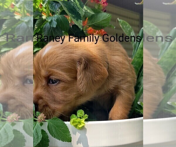 Medium Photo #12  Breeder Profile in LABADIE, MO, USA