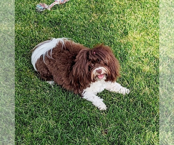 Medium Photo #9  Breeder Profile in POST FALLS, ID, USA