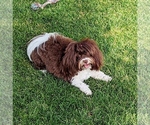 Small #8 Breeder Profile image