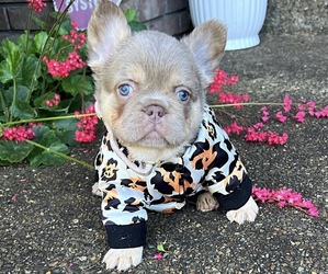 French Bulldog Dog Breeder near CLACKAMAS, OR, USA