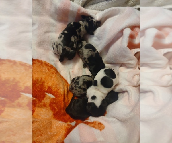 Medium Photo #1  Breeder Profile in GARDEN CITY, GA, USA