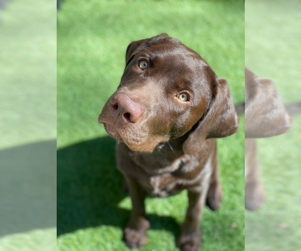Medium Photo #1  Breeder Profile in CANTONMENT, FL, USA