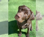 Small breeder photo