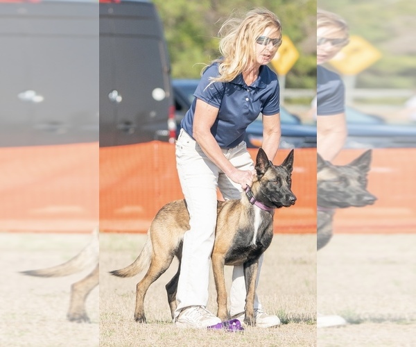 Medium Photo #1  Breeder Profile in ELLERBE, NC, USA
