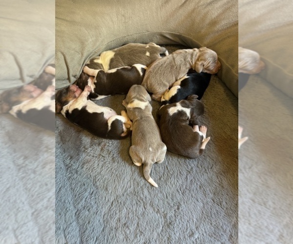 Medium Photo #1  Breeder Profile in WEST PLAINS, MO, USA