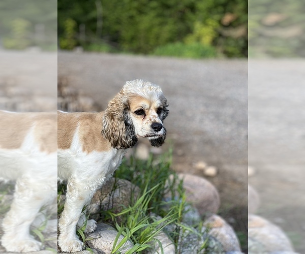 Medium Photo #1  Breeder Profile in LILY, WI, USA