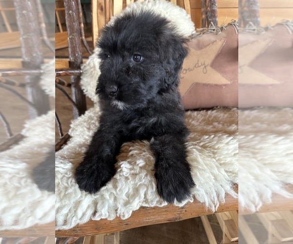 Medium Photo #11  Breeder Profile in HASTINGS, MI, USA