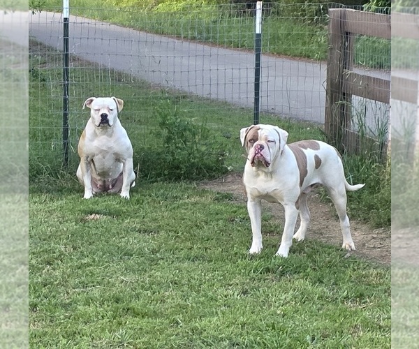 Medium Photo #14  Breeder Profile in JASPER, GA, USA