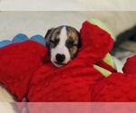 Small #10 Breeder Profile image