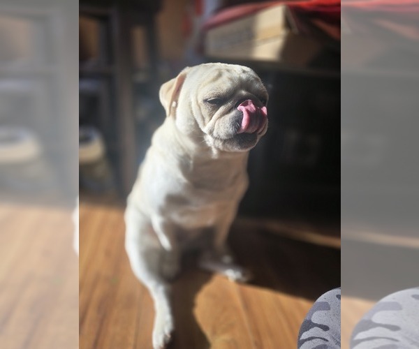 Medium Photo #8  Breeder Profile in NEW IPSWICH, NH, USA