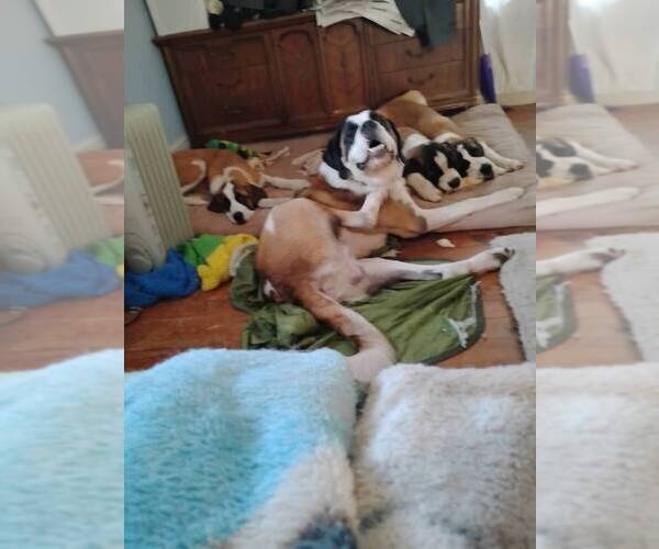 Medium Photo #2  Breeder Profile in CAPON BRIDGE, WV, USA