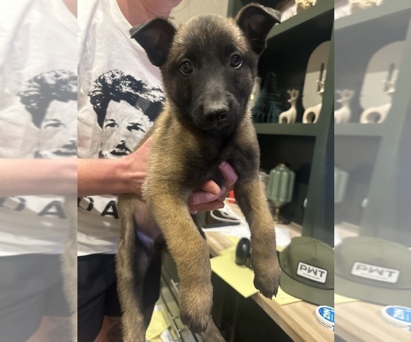 Medium Photo #20  Breeder Profile in ATHENS, AL, USA